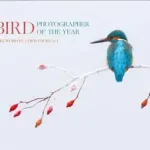 Bird Photographer of the Year byBird Photographer of the Year; Alacsony ár